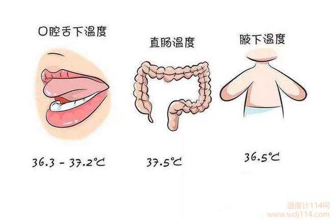 红外线温度计测哪较准?